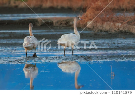 Tundra swans from Siberia 110141879