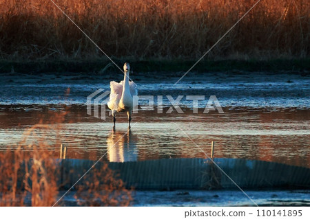 Tundra swans from Siberia Tundra swans from Siberia 110141895