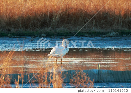 Tundra swans from Siberia Tundra swans from Siberia 110141920