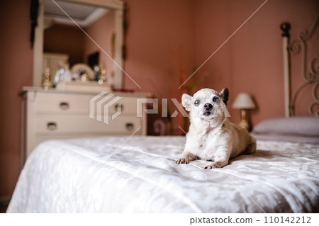 Cute white chihuahua dog sitting on cozy bed in bedroom Cute white chihuahua dog sitting on cozy bed in bedroom 110142212