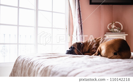 Cute boxer dog lying on cozy bed in bedroom Cute boxer dog lying on cozy bed in bedroom 110142218