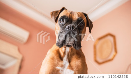 Attentive boxer dog standing against wall and ceiling in room Attentive boxer dog standing against wall and ceiling in room 110142238