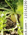 Domestic gardening radish 110142290