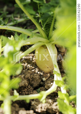 Domestic gardening radish Domestic gardening radish 110142290