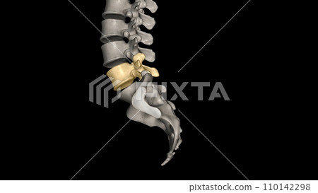 The L4 and L5 are the lowest vertebrae, or spinal bones, in the lumbar spine The L4 and L5 are the lowest vertebrae, or spinal bones, in the lumbar spine 110142298