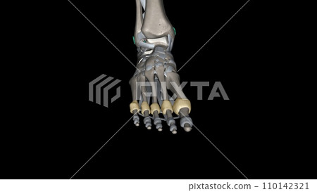 Metatarsophalangeal joint capsule 110142321