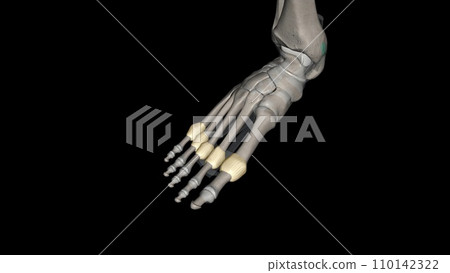 Metatarsophalangeal joint capsule 110142322