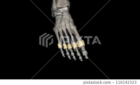 Metatarsophalangeal joint capsule 110142323