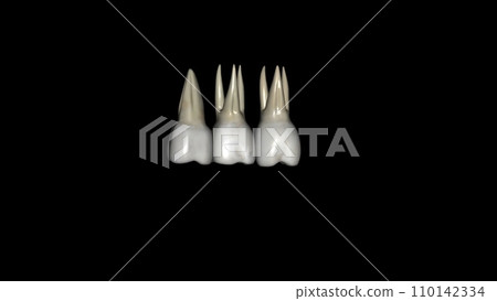 The maxillary first molars are three rooted, two buccal and one palatal 110142334