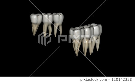 The mandibular molars perform the major portion of the work The mandibular molars perform the major portion of the work 110142338