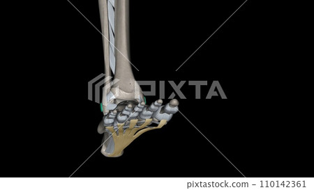 The Plantar aponeurosis is the modification of Deep fascia, which covers the sole The Plantar aponeurosis is the modification of Deep fascia, which covers the sole 110142361