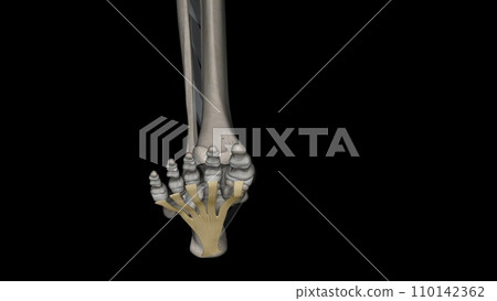 The Plantar aponeurosis is the modification of Deep fascia, which covers the sole The Plantar aponeurosis is the modification of Deep fascia, which covers the sole 110142362