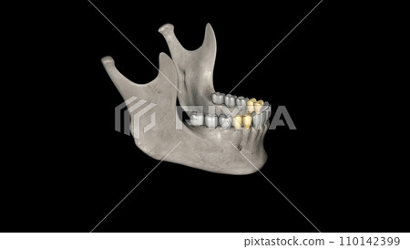 The mandibular first premolar is the tooth located laterally from both the mandibular canines 110142399
