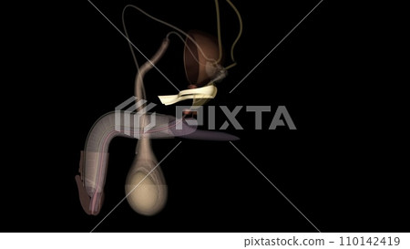Puboprostatic ligaments hold and stabilize the prostate against the pubic bone 110142419