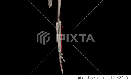 The radial artery is one branch of the brachial artery, a major blood vessel in the upper arm 110142425