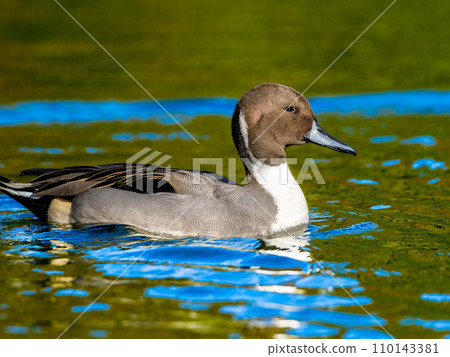 Swallows for swimming in the pond 110143381