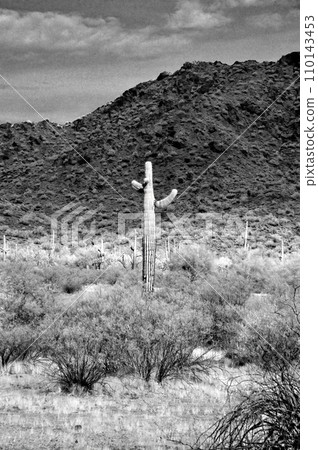 Sonora Desert Arizona in Infrared 110143453