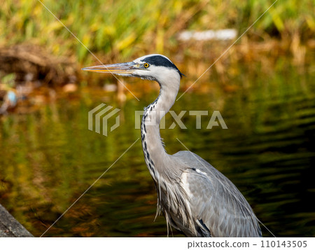 Ao-sashi in the pond 110143505
