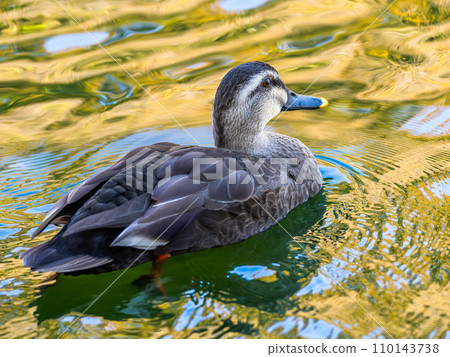 Cargamo swimming in the pond Cargamo swimming in the pond 110143738