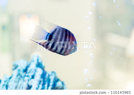 Diamond or pearl cichlasoma, Herichthys carpintis, swims in a home aquarium, Close-up. 110143965