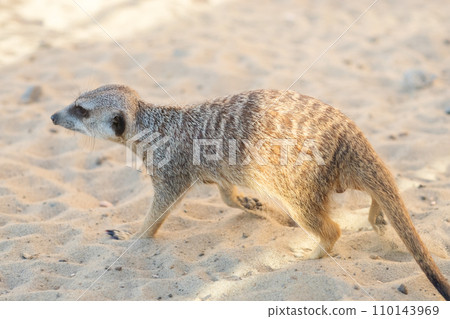 Meerkat walks on the sand, close-up Meerkat walks on the sand, close-up 110143969