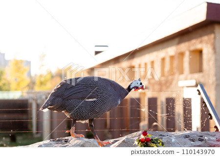 In summer, guinea fowl walk in the park, close-up against the backdrop of the city. Wild bird on a walk In summer, guinea fowl walk in the park, close-up against the backdrop of the city. Wild bird on a walk 110143970