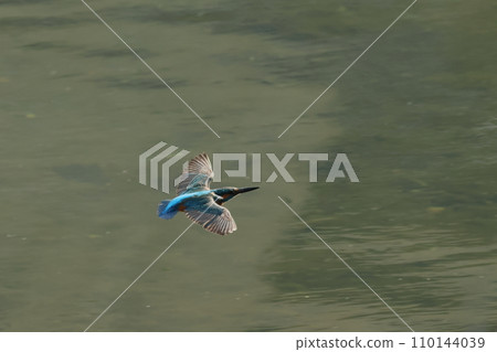 Landscape of the water surface where a kingfisher flies 110144039