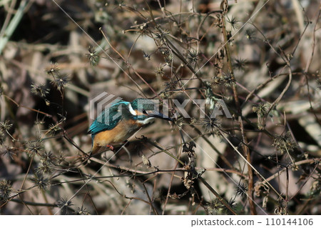 Kingfisher just before taking off Kingfisher just before taking off 110144106