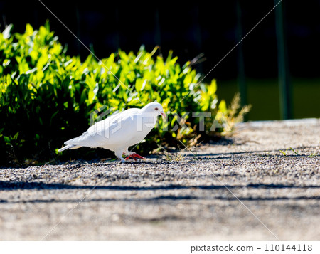 white brown pigeon 110144118
