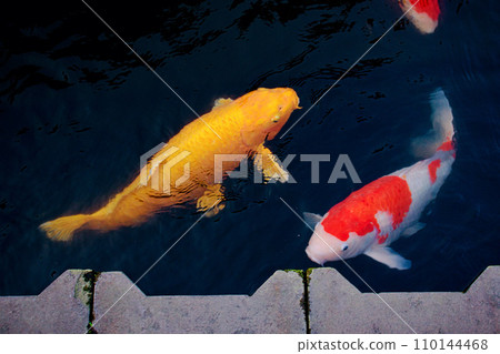 鹿兒島市路邊飼養著一頭巨大的錦鯉 鹿兒島市路邊飼養著一頭巨大的錦鯉 110144468