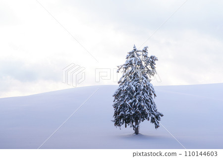 Furano, a spring tree standing in the snowfield, Hokkaido sightseeing during the mid-winter season 110144603