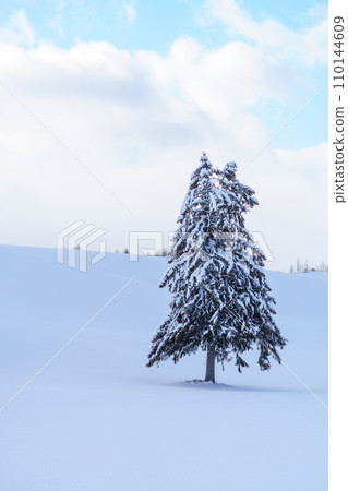 Furano, a spring tree standing in the snowfield, Hokkaido sightseeing during the mid-winter season Furano, a spring tree standing in the snowfield, Hokkaido sightseeing during the mid-winter season 110144609