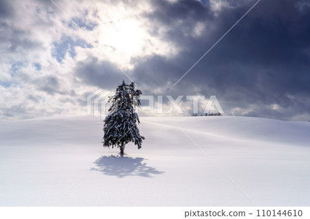 Furano, a spring tree standing in the snowfield, Hokkaido sightseeing during the mid-winter season Furano, a spring tree standing in the snowfield, Hokkaido sightseeing during the mid-winter season 110144610