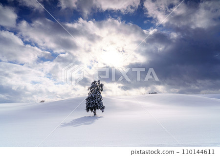 Furano, a spring tree standing in the snowfield, Hokkaido sightseeing during the mid-winter season 110144611