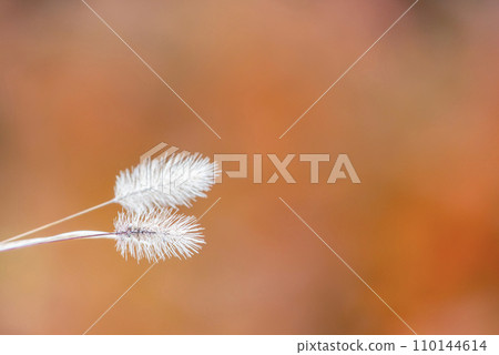 冬天死的白色狐尾草 110144614