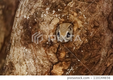 Ezo flying squirrel, cute wild animal of Hokkaido 110144656