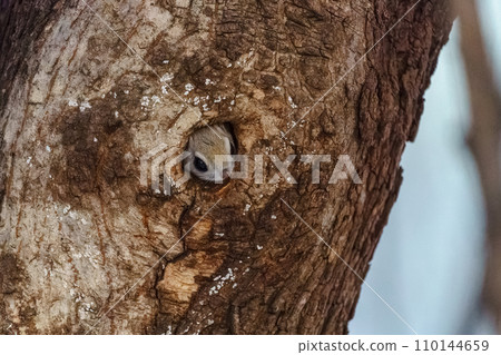 Ezo flying squirrel, cute wild animal of Hokkaido Ezo flying squirrel, cute wild animal of Hokkaido 110144659