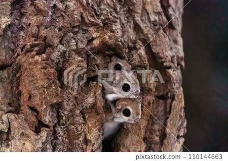 Ezo flying squirrel, cute wild animal of Hokkaido Ezo flying squirrel, cute wild animal of Hokkaido 110144663