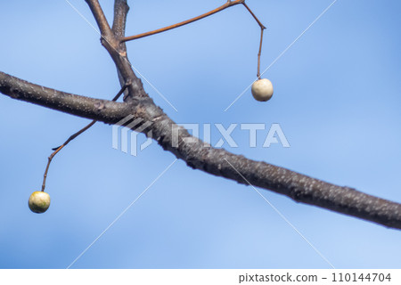 冬日漫步——辣椒果 冬日漫步——辣椒果 110144704