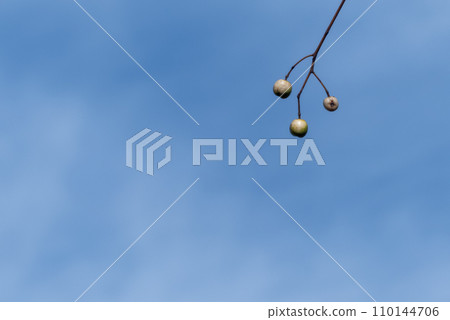 冬日漫步——辣椒果 110144706