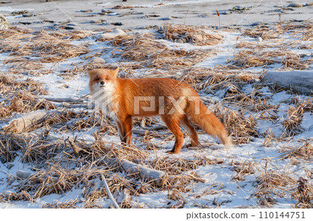 Red fox in winter - Hokkaido's wild animal 110144751