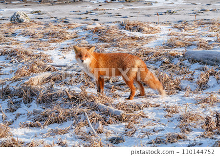 Red fox in winter - Hokkaido's wild animal 110144752