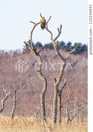 北海道野生動物白尾鷹（道東縣別海町橋子丹） 110144841