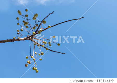 Walking in the park on a sunny winter day, Sakamoto Castle Ruins Park, Otsu City, Shiga Prefecture Walking in the park on a sunny winter day, Sakamoto Castle Ruins Park, Otsu City, Shiga Prefecture 110145172