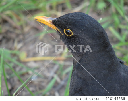 A male common blackbird Turdus merula close-up A male common blackbird Turdus merula close-up 110145286