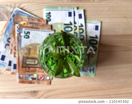 Money tree sprout and paper money euro . The growth of the euro in price. Money tree sprout and paper money euro . The growth of the euro in price. 110145302