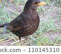 A male common blackbird Turdus merula stands on the ground with green grass in close-up 110145310
