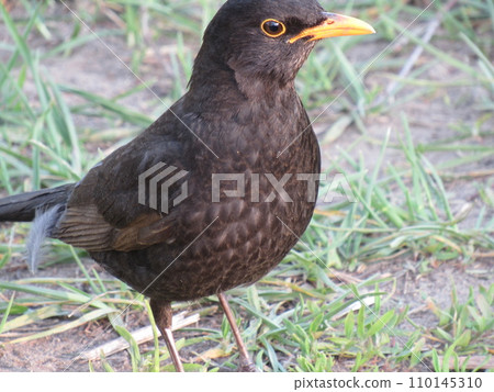 A male common blackbird Turdus merula stands on the ground with green grass in close-up A male common blackbird Turdus merula stands on the ground with green grass in close-up 110145310