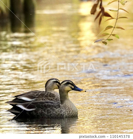 Ducks swimming in the stream Ducks swimming in the stream 110145378