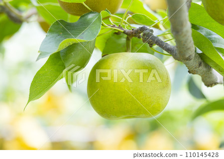 鳥取縣青梨果園種植的梨子 110145428
